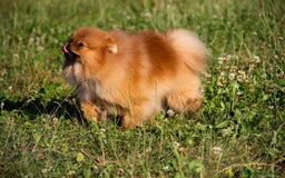 Spitz cani in vendita: Disponibile 1 Cucciolo di Spitz Pomerania a Provincia di Sondrio - Immagine 5