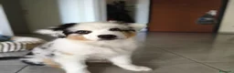 Australian Shepherd cani in vendita: Meraviglioso cucciolo blue merle  - Annuncio 2