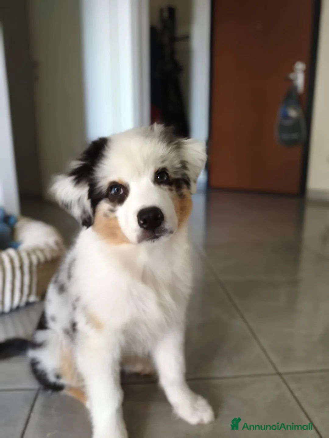 Australian Shepherd cani in vendita: Meraviglioso cucciolo blue merle  - Annuncio 2