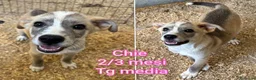 Meticcio cani in regalo: TROPPI CUCCIOLI SOLI IN RIFUGIO  a Provincia di Verona - Annuncio 3