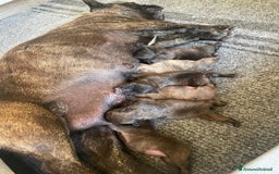 Bulldog Francese cani in vendita: BULLDOG FRANCESI - Immagine 8