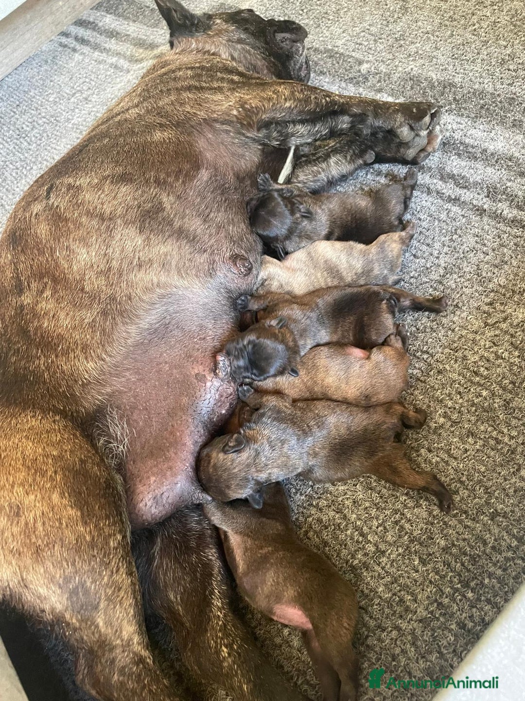 Bulldog Francese cani in vendita: BULLDOG FRANCESI - Immagine 8