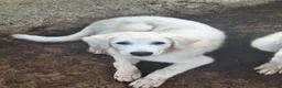 Pastore Abbruzzese Maremmano cani in vendita: 🐶 Cucciola femmina di Pastore Maremmano-Abruzzese - Annuncio 7