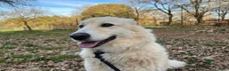 Meticcio cani in regalo: CREMA timida e buona! tg mediogrande - Annuncio 1