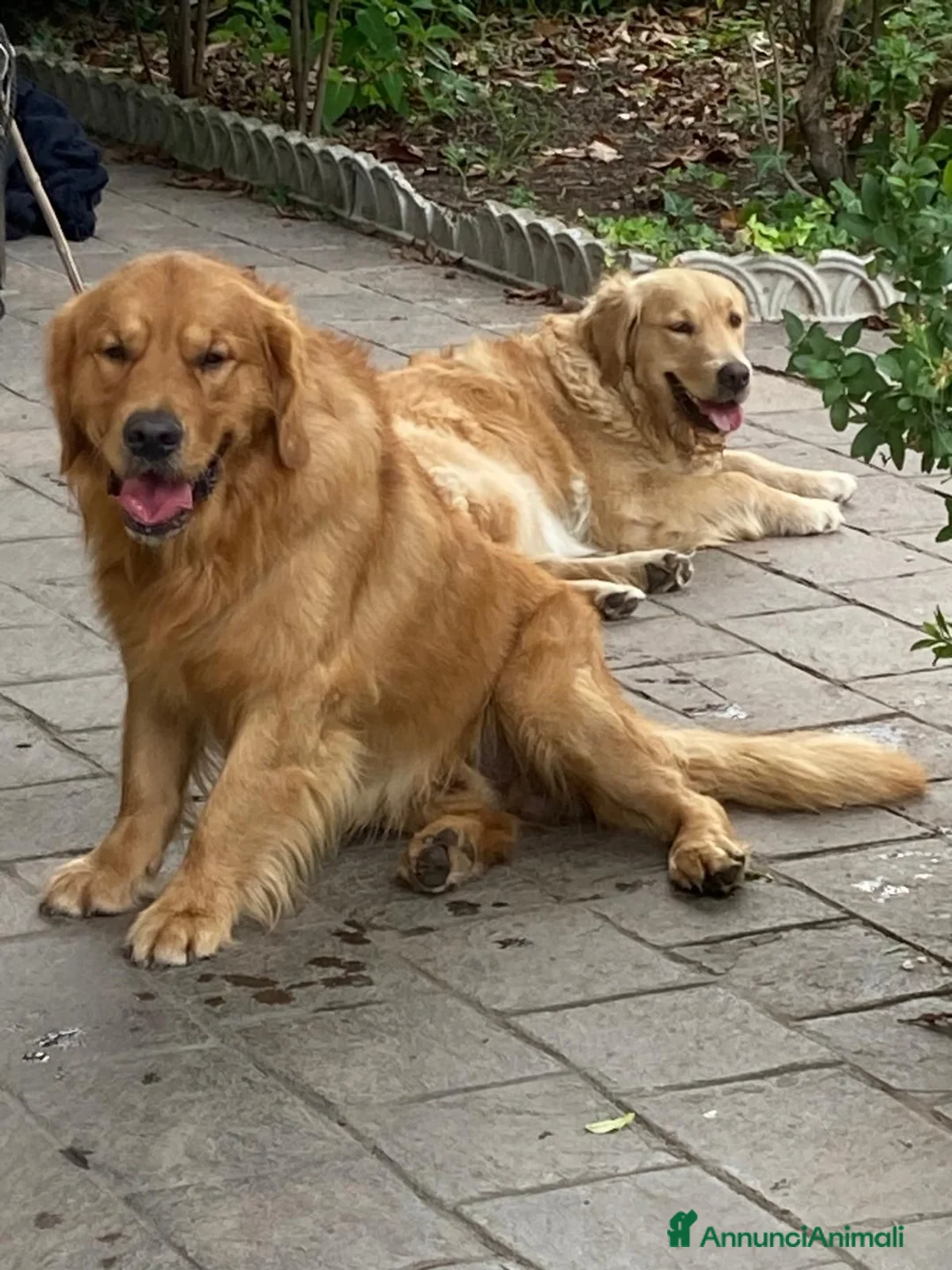 Golden Retriever cani per accoppiamento: Maschio inglese per monta - Annuncio 12