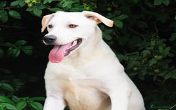 Altre razze cani in regalo: Whisky a Provincia di Bergamo - Immagine 2