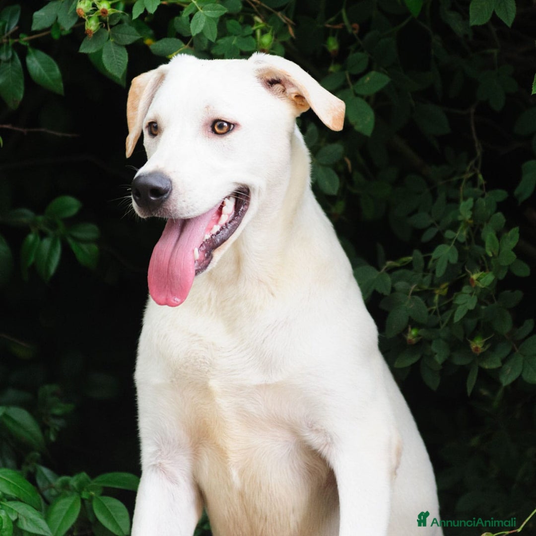 Altre razze cani in regalo: Whisky a Provincia di Bergamo - Immagine 2