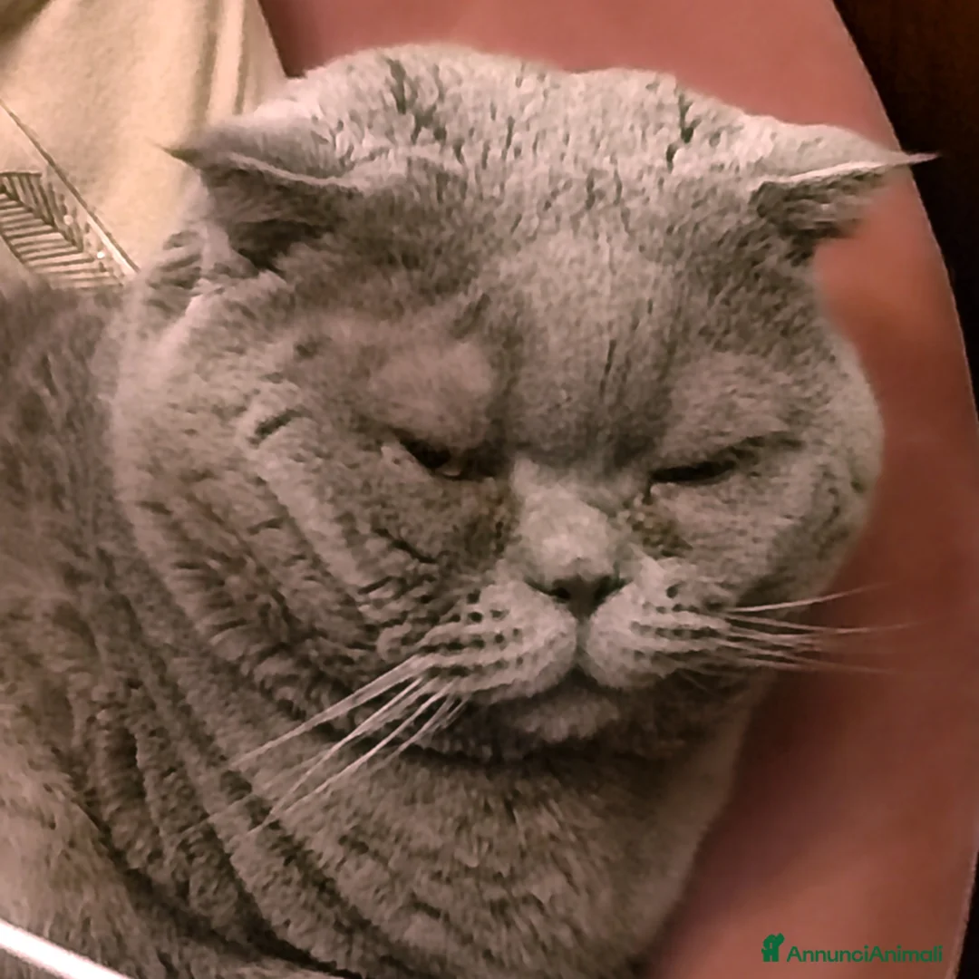 Scottish gatti per accoppiamento: Bronson vuole allargare la famiglia a Città Metropolitana di Bologna - Annuncio 2