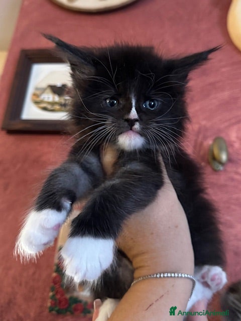 Maine Coon gatti Splendidi cuccioli di Maine Coon - Annuncio 8