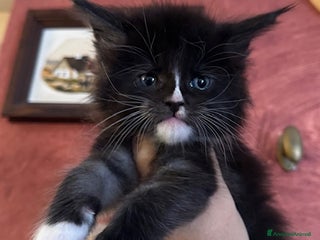 Maine Coon gatti Splendidi cuccioli di Maine Coon - Annuncio 7