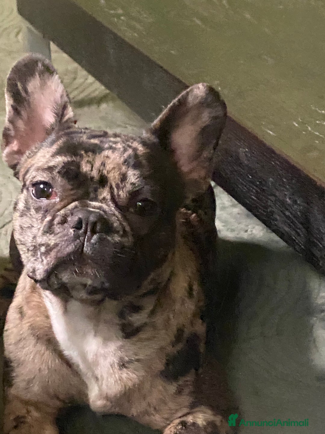 Bandog cani in vendita: Cuccioli di bulldog francese  a Città metropolitana di Milano - Immagine 15