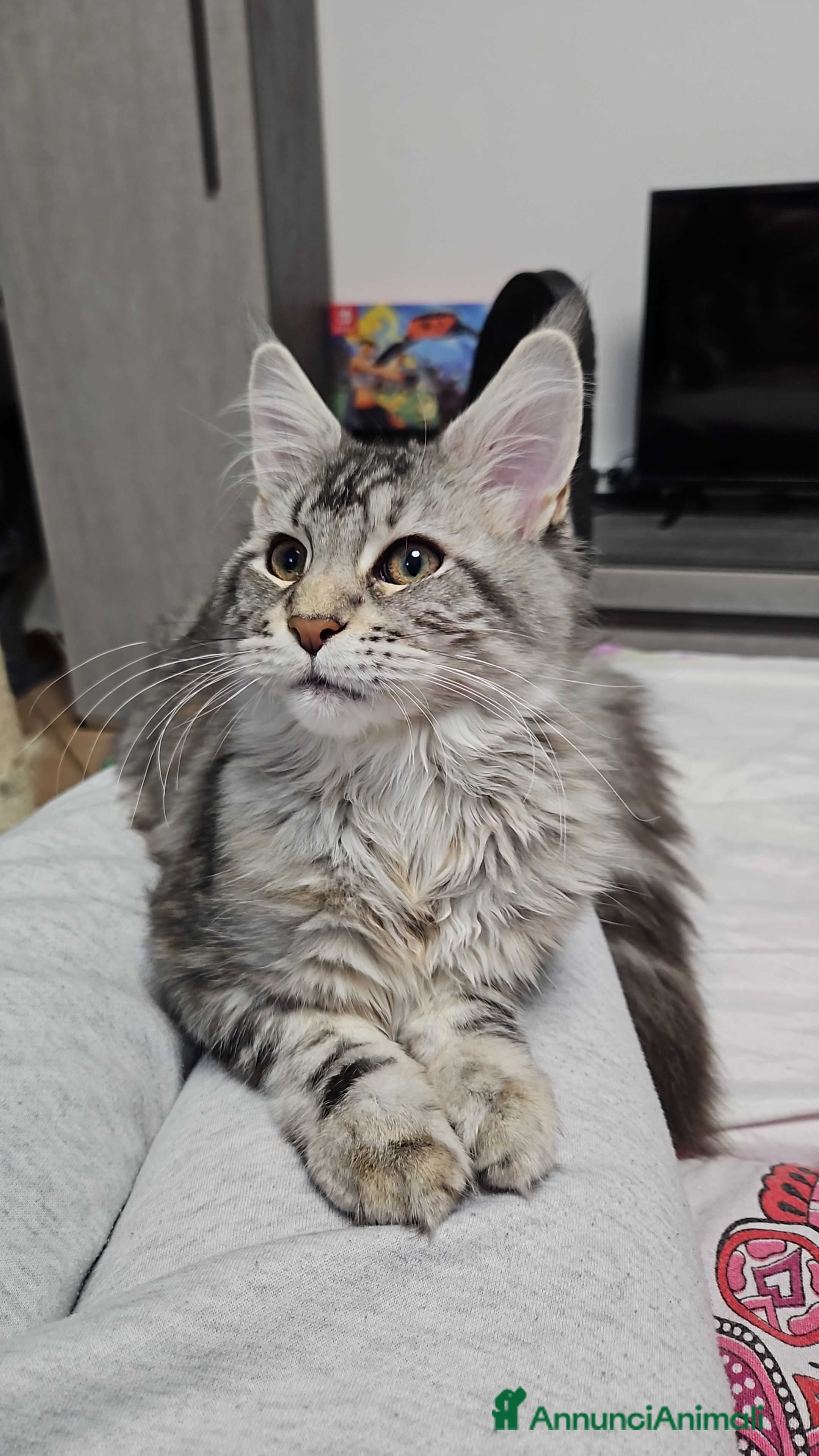 Maine Coon gatti Cucciola maine coon - Annuncio 17