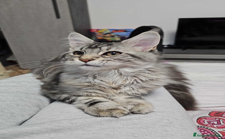 Maine Coon gatti Cucciola maine coon - Annuncio 15