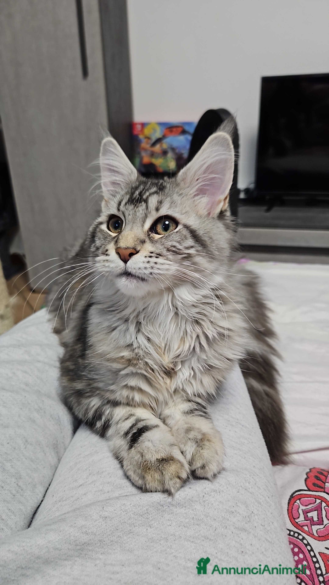 Maine Coon gatti in vendita: Cucciola maine coon - Annuncio 1