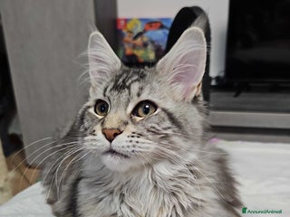 Maine Coon gatti Cucciola maine coon - Annuncio 15