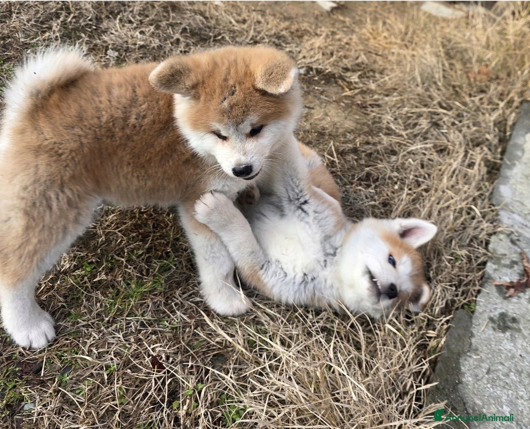 Akita Inu cani Disponibili cuccioli Akita inu Pedigree  - Annuncio 2