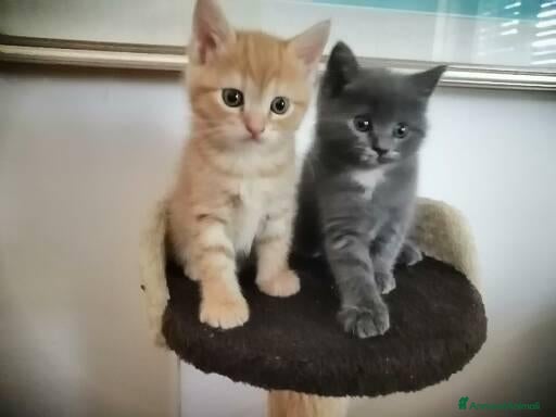 Meticcio gatti Gattini di 2 mesi  - Annuncio 6
