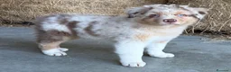 Australian Shepherd cani in vendita: Cuccioli Australian Shepherd - Annuncio 2