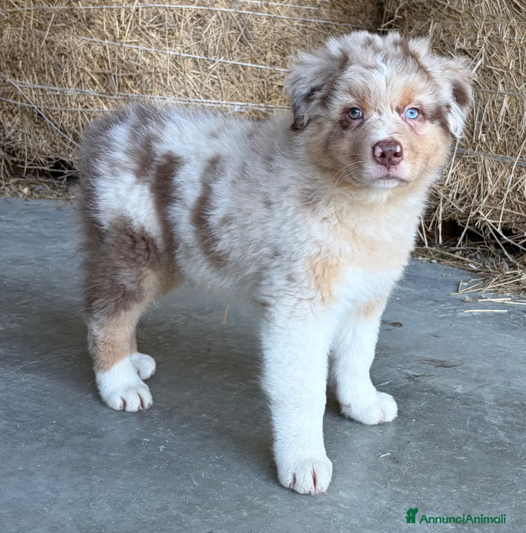 Australian Shepherd cani in vendita: Cuccioli Australian Shepherd - Annuncio 2
