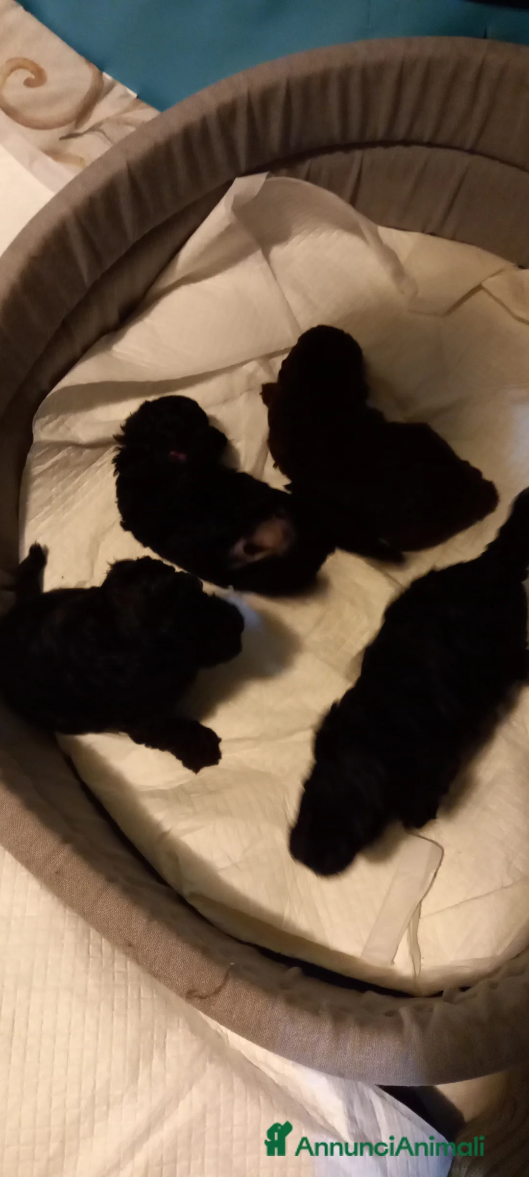 Barboncino cani in vendita: Barboncini nani - Annuncio 2