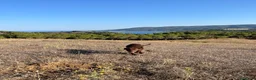 Pitbull cani in regalo: Regalo cucciola di pitbull a Provincia di Livorno - Annuncio 2