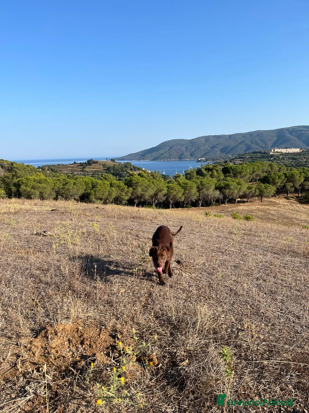 Pitbull cani in regalo: Regalo cucciola di pitbull a Provincia di Livorno - Annuncio 2