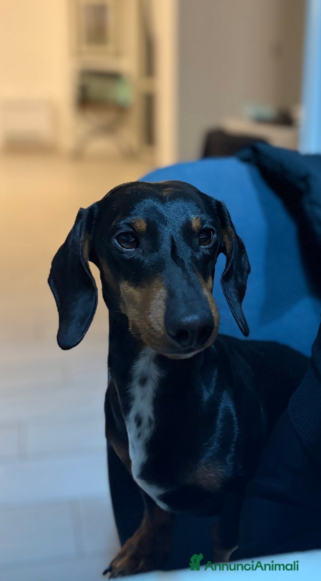 Bassotto cani per accoppiamento: cane bassotto per monta maschio  - Annuncio 1