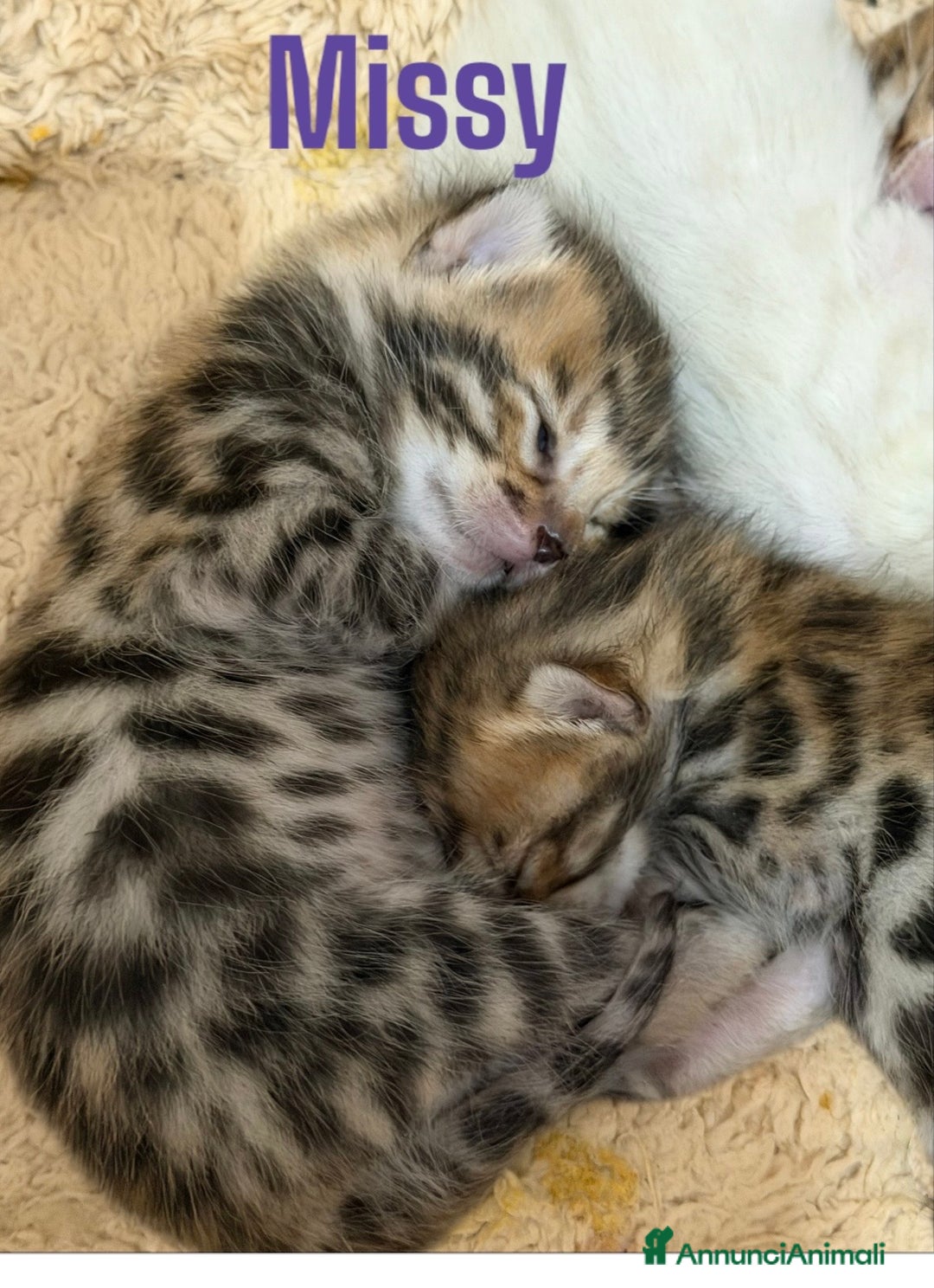 Bengala gatti in vendita: Gatto bengala  - Annuncio 6