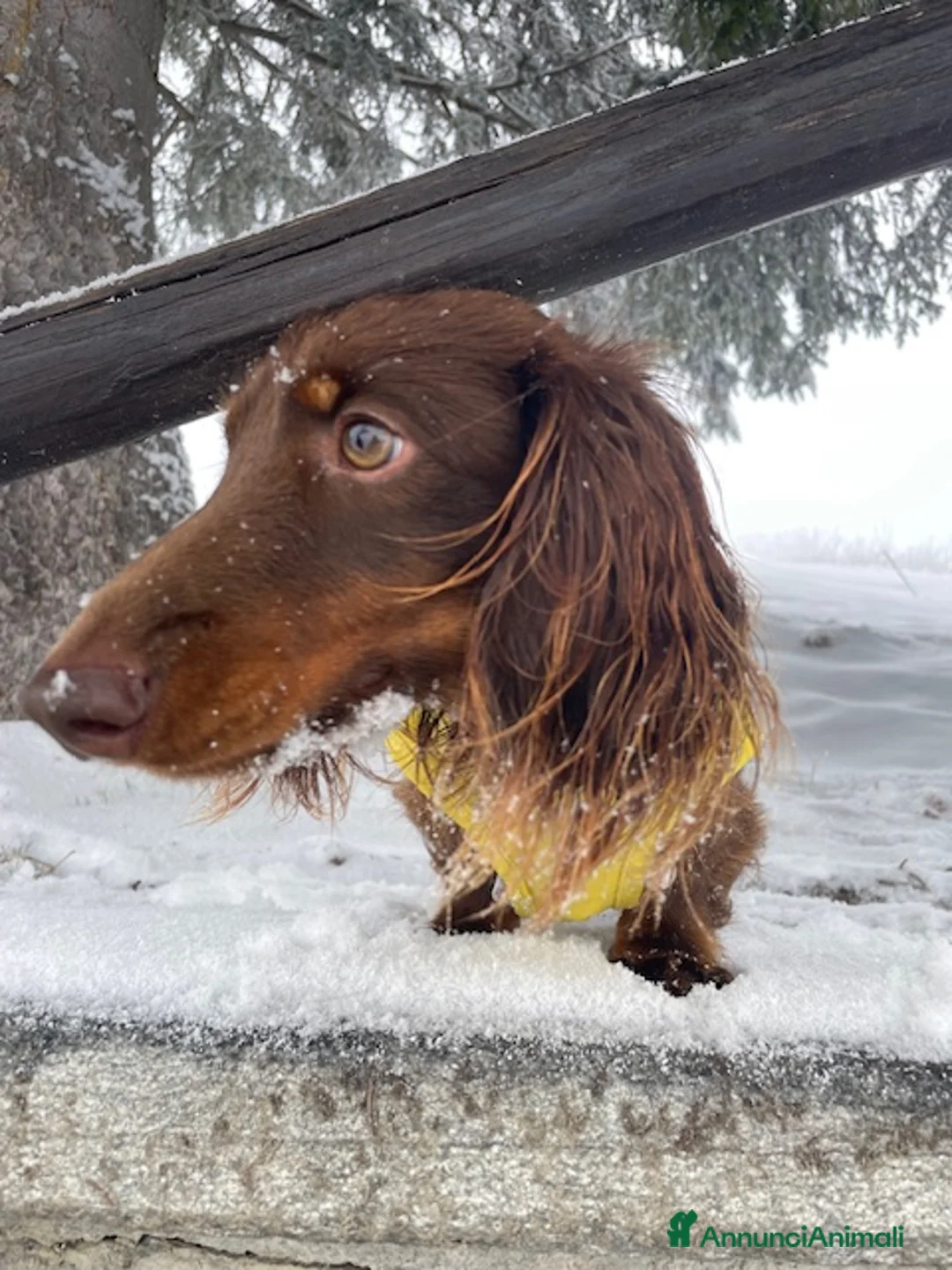 Bassotto cani per accoppiamento: Bassotto pelo lungo maschio per accoppiamento. - Annuncio 7