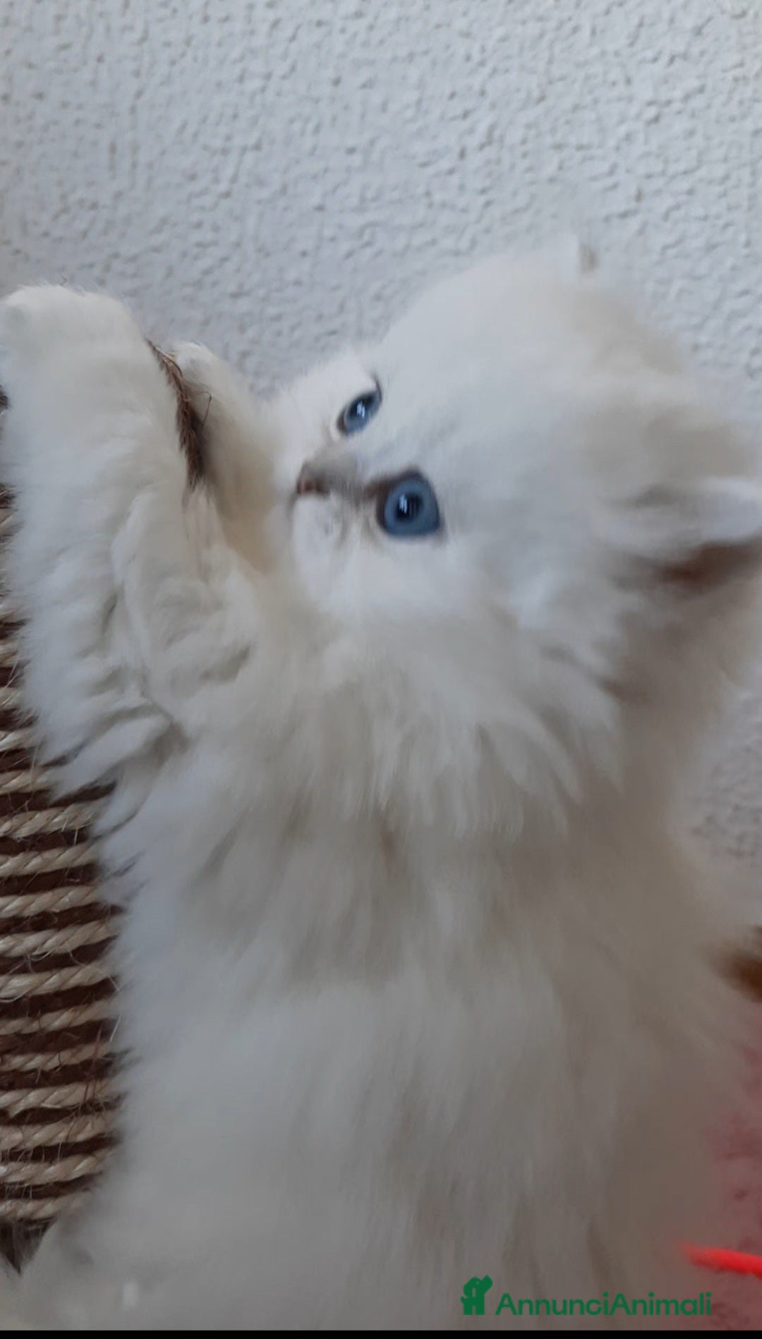 British gatti Cuccioli British longhair con pedigree  - Annuncio 13