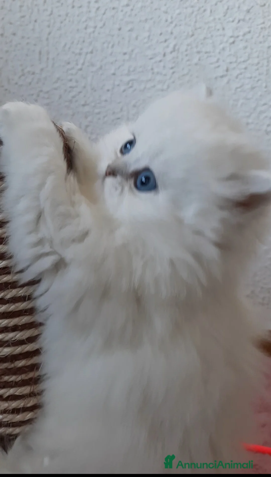 British gatti in vendita: Cuccioli British longhair con pedigree  - Annuncio 1