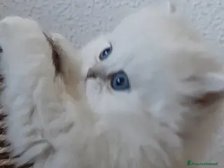 British gatti Cuccioli British longhair con pedigree - Annuncio 9