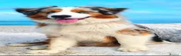 Australian Shepherd cani in vendita: cuccioli di pastore Australiano con pedigree ENCI - Annuncio 16