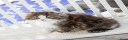 Scottish gatti in vendita: Cuccioli Scottish Highland con Pedigree - Annuncio 4