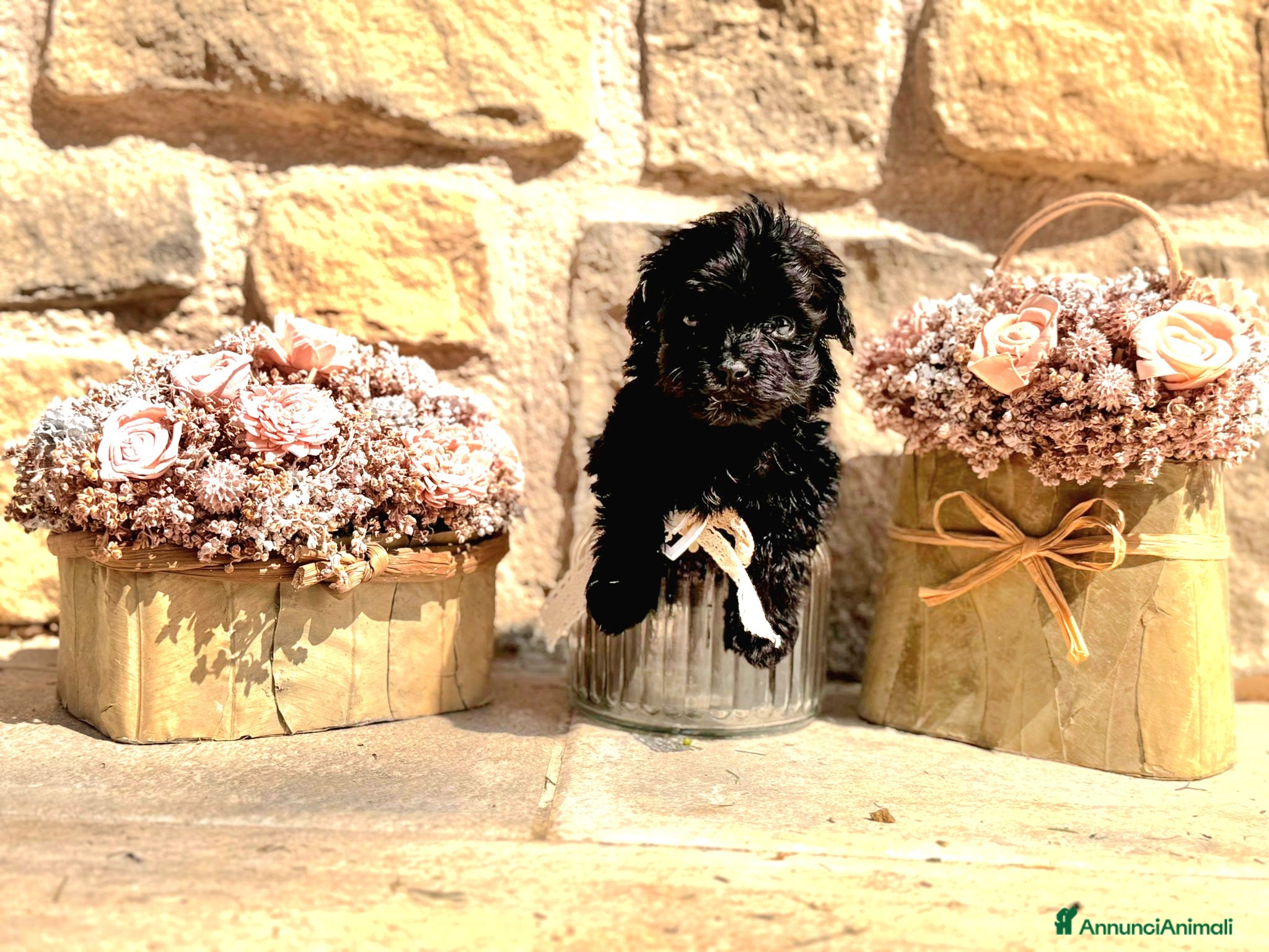 Maltipoo cani in vendita: Cuccioli Maltipoo a Città Metropolitana di Bologna - Annuncio 3
