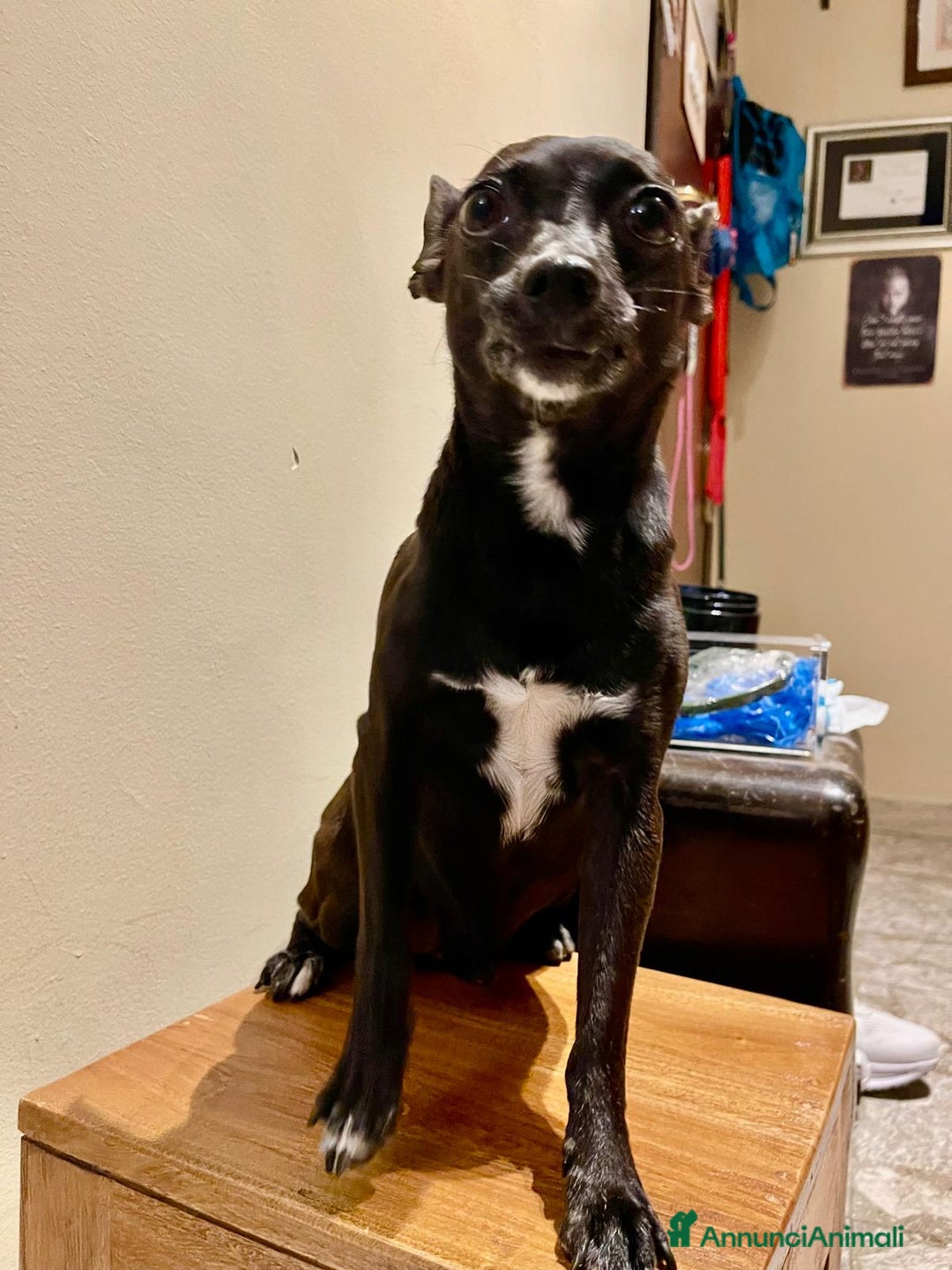 Pinscher Miniatura cani in regalo: Chicco pinscher molto tranquillo e coccolone - Annuncio 24