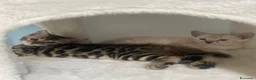 Bengala gatti in vendita: Cucciole Bengala a Provincia autonoma di Bolzano - Alto Adige - Annuncio 5