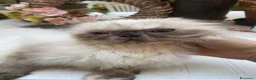 Persiano gatti in vendita: cucciola persiana color point himalaiana - Annuncio 15