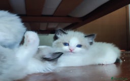 Ragdoll gatti in vendita: Cucciolo ragdoll  a Città metropolitana di Milano - Immagine 4