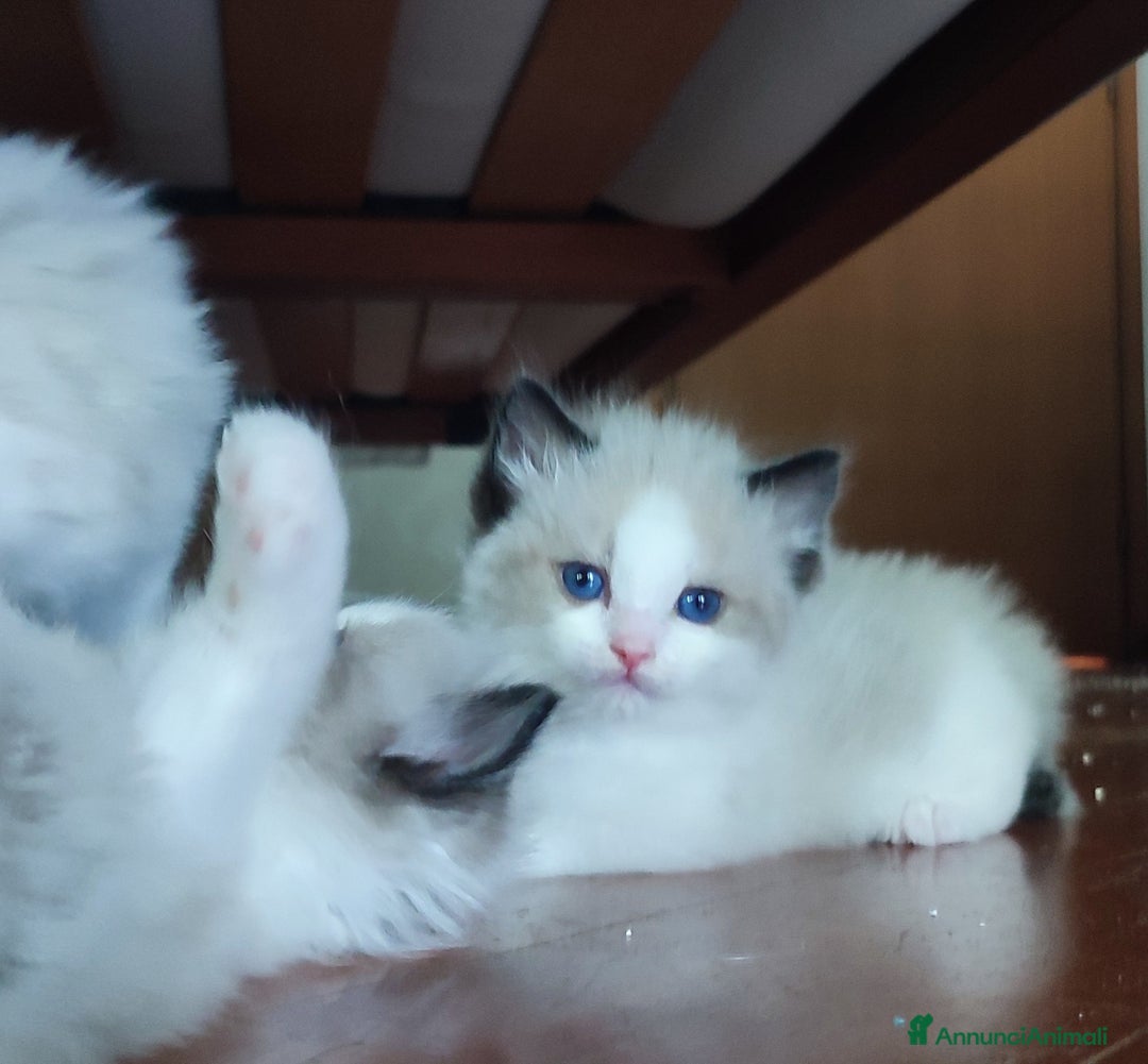 Ragdoll gatti in vendita: Cucciolo ragdoll  a Città metropolitana di Milano - Immagine 4