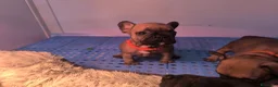 Bulldog Francese cani in vendita: Cuccioli di Bulldog francese - Annuncio 36