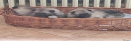 Wolfspitz cani in vendita: Wolfspitz keeshond  - Annuncio 4