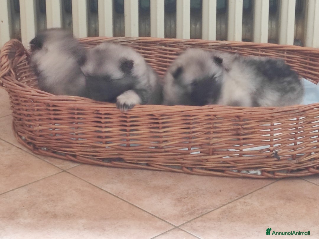 Wolfspitz cani in vendita: Wolfspitz keeshond  - Annuncio 4