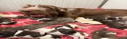 Spinone cani in vendita: Cuccioli di Spinone Italiano - Annuncio 12