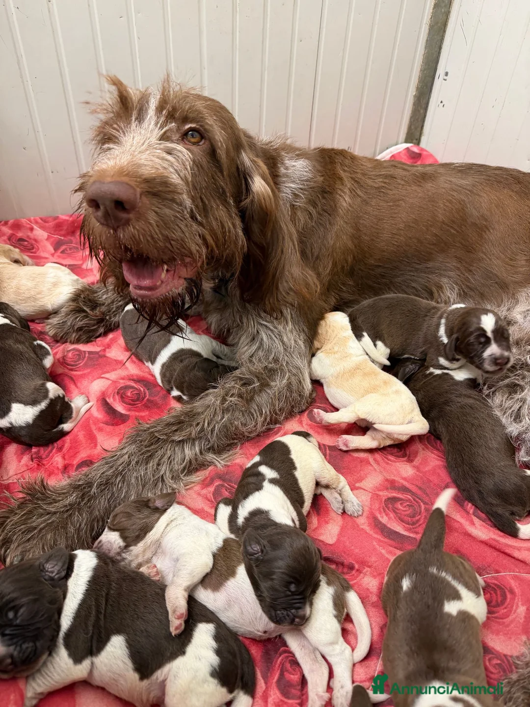 Spinone cani in vendita: Cuccioli di Spinone Italiano - Annuncio 12