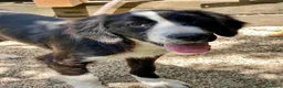 Meticcio cani in regalo: Cucciolo 4 mesi taglia media - Annuncio 5