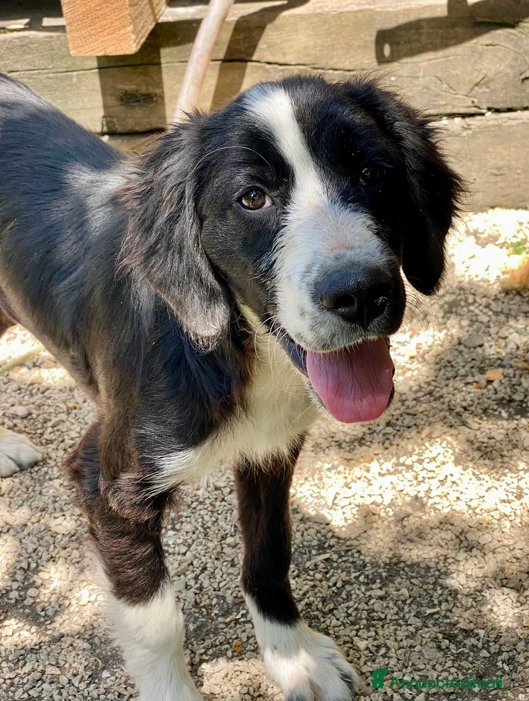 Meticcio cani in regalo: Cucciolo 4 mesi taglia media - Annuncio 5