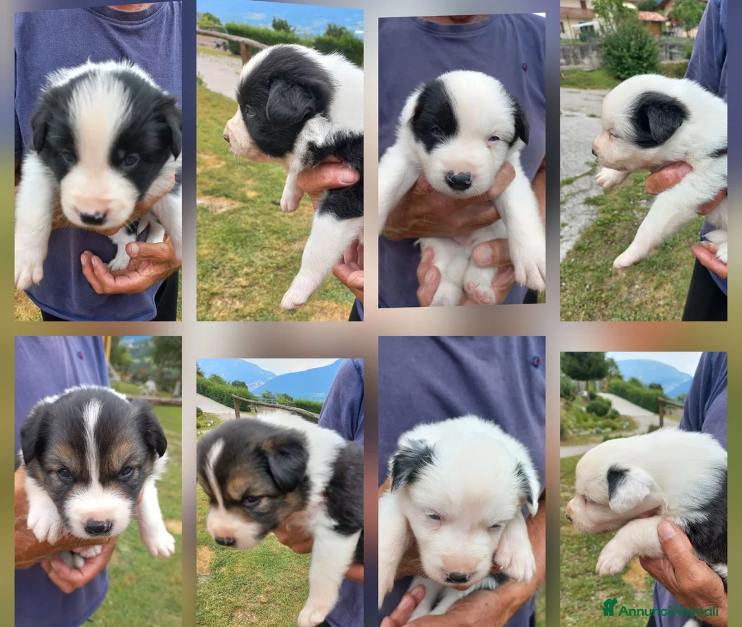 Bearded Collie cani in vendita: Cuccioli border collie  - Annuncio 1