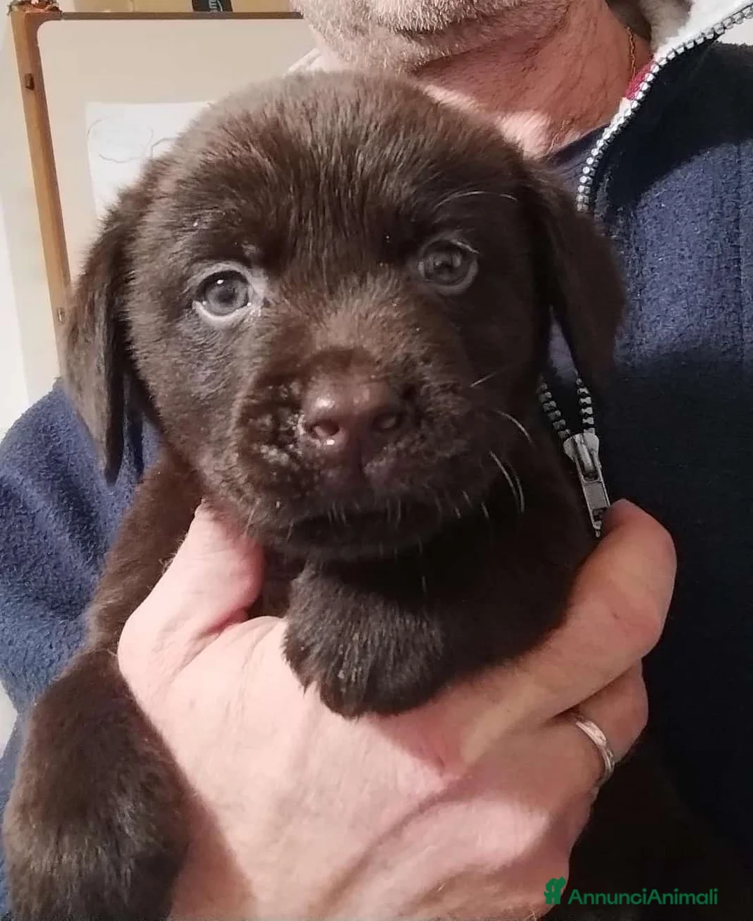 Labrador cani in vendita: LABRADOR - Annuncio 3