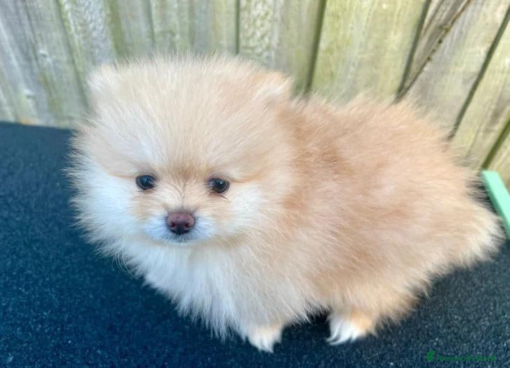 Volpino Pomerania cani Adorabili cuccioli di Pomerania - Annuncio 10
